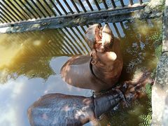 -海南热带野生动植物园