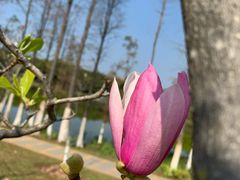 -东莞植物园