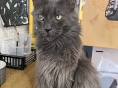 -平行世界·猫咖(首经贸店)