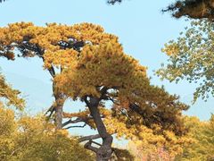 -香山公园