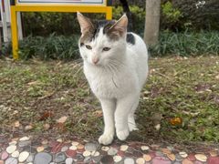 -上海市徐汇区口腔医院