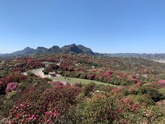 -贵州百里杜鹃风景名胜区