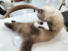 -喵园·猫主题咖啡厅·撸猫·猫咖(国贸店)