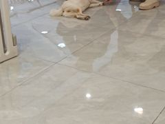 -柴犬小屋·柴餐厅·狗咖食堂(金鼎广场店)