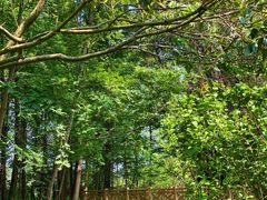 -桤木河湿地公园