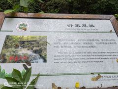 -天女山森林公园