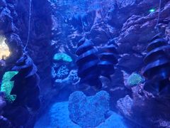 -悉尼海洋生物水族馆