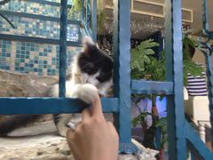 -Sirena海妖日咖夜酒