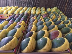 -鸿港海鲜批发市场