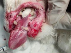 -康旭宠物医院(郑州总院)