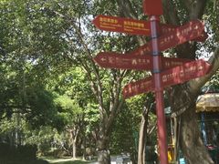 -金花茶公园