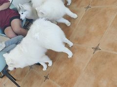 -Let's go狗咖·猫咖·奶狗·桌游(春熙路IFS店)