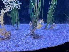 -迪拜水族馆及水下动物园