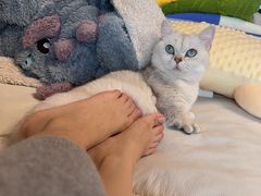 -70cat德文卷毛猫·缅因猫纯种猫舍