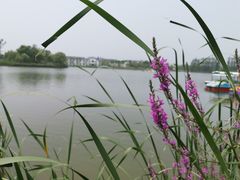 -上海长兴岛郊野公园