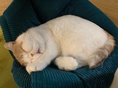 -滚猫咖啡·猫咖·猫友好撸猫(未来城店)