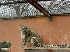 -青藏高原野生动物园