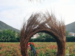 -亚龙湾国际玫瑰谷