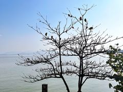 -深圳湾公园(南山区)
