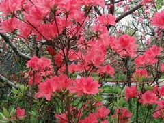 -南汇桃花村