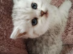 -翊宠yipet猫狗购宠庄园犬舍•猫舍