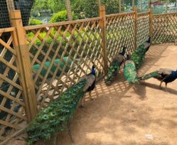 -萌宠亲子动物乐园(槐房万达店)