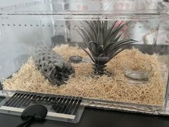 -酷以爬仙阁实体爬宠店·守宫·蜥蜴·专业繁育