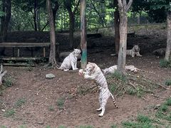 -常州淹城野生动物世界