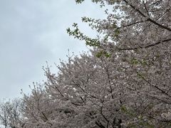 -苏州上方山国家森林公园