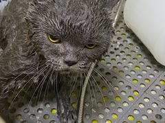 -佳雯宠物医院·皮肤科·内外科(春晓路分院)