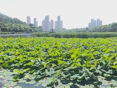 -前关湿地公园