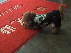 -暖阳宠物医院·犬猫康复中心·骨科