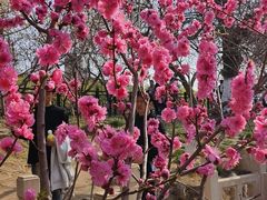 -桃花堤公园