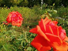 -人民公园(罗湖区)