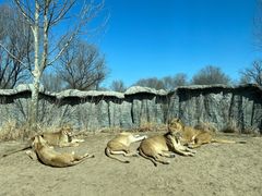 -北京野生动物园