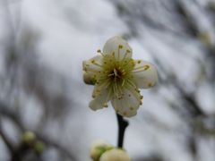 -香雪海