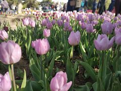 -石家庄市植物园