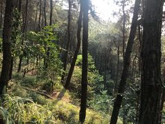 -铁山坪森林公园