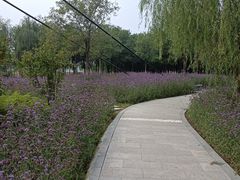 -西青郊野公园
