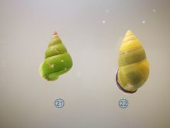 -青岛贝壳博物馆