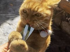 -喵屿·大理花园猫咖