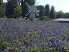 -北京东方普罗旺斯薰衣草庄园