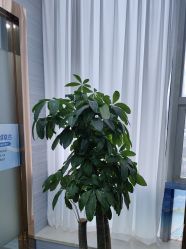 -武汉五洲整形外科医院