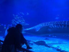 -烟台海昌鲸鲨海洋公园