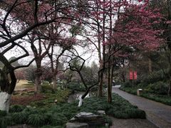 -杭州植物园