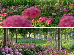 -上海滨江森林公园