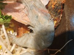 -蜀留香石锅鱼(六顺街店)