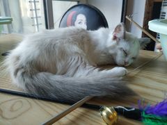 -猫咪咖啡店(新城大街店)