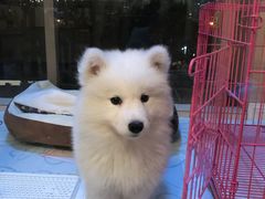 -翊宠yipet猫狗购宠庄园犬舍•猫舍