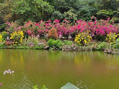 -深圳仙湖植物园